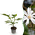 Sternmagnolie – Magnolia stellata – Ø 12 cm · 30 cm, 1 Stück