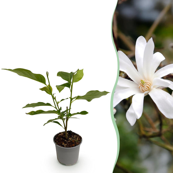 Sternmagnolie – Magnolia stellata – Ø 12 cm · 30 cm, 1 Stück