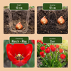 Sommerblüher-Set „Bulbs From Holland" – Blumenzwiebel-Mischung – Ansicht 4
