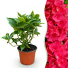 Hortensie – Hydrangea macrophylla