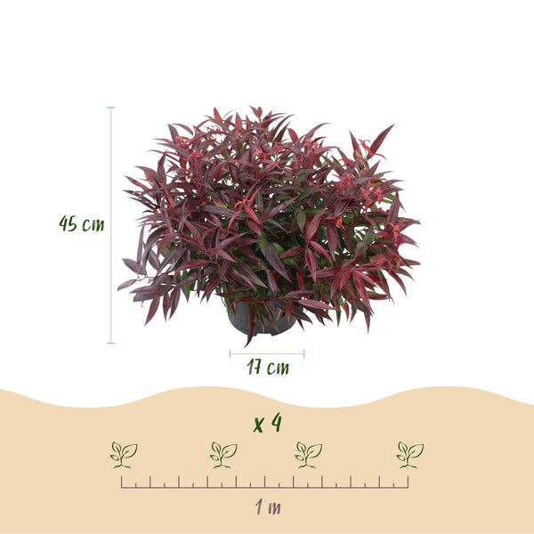 Traubenheide ‚Burning Love' – Leucothoe – Ansicht 3