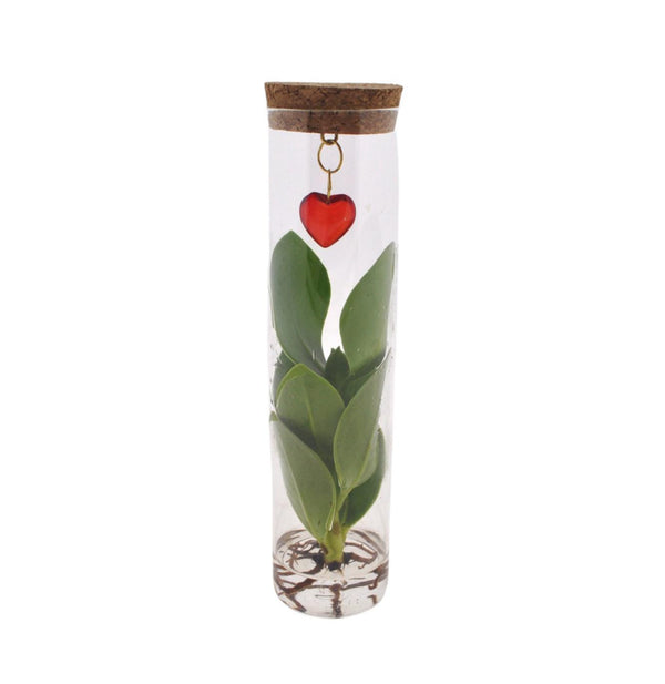 Geschenk-Set „Mix in Tube" – Pflanzen im Glas mit Herz-Schmuck