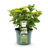 Bauernhortensie ‚Magical Noblesse' – Hydrangea macrophylla – Ansicht 2