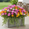 Mittagsblume ‚Jewel of Desert' – Delosperma – Ansicht 4