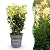 Japanischer Spindelstrauch ‚Paloma Blanca' – Euonymus japonicus – Ansicht 3