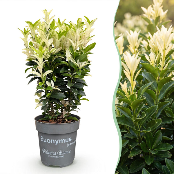 Japanischer Spindelstrauch ‚Paloma Blanca' – Euonymus japonicus – Ansicht 3