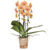 Schmetterlingsorchidee ‚Niagara Fall Sunny Bunny' – Phalaenopsis