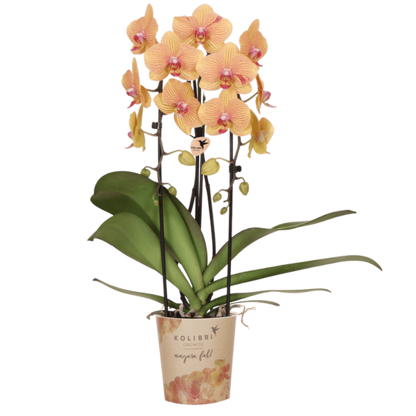 Schmetterlingsorchidee ‚Niagara Fall Sunny Bunny' – Phalaenopsis