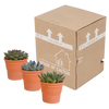 Sukkulenten-Set „Echeverie-Mischung“ – 3 Echeveria – Ansicht 9