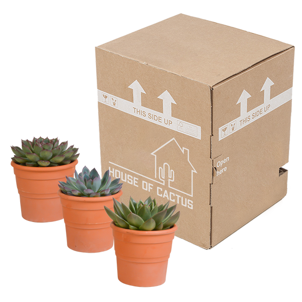 Sukkulenten-Set „Echeverie-Mischung“ – 3 Echeveria – Ansicht 9