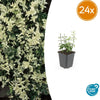 Kriechspindel ‚Harlequin' – Euonymus fortunei