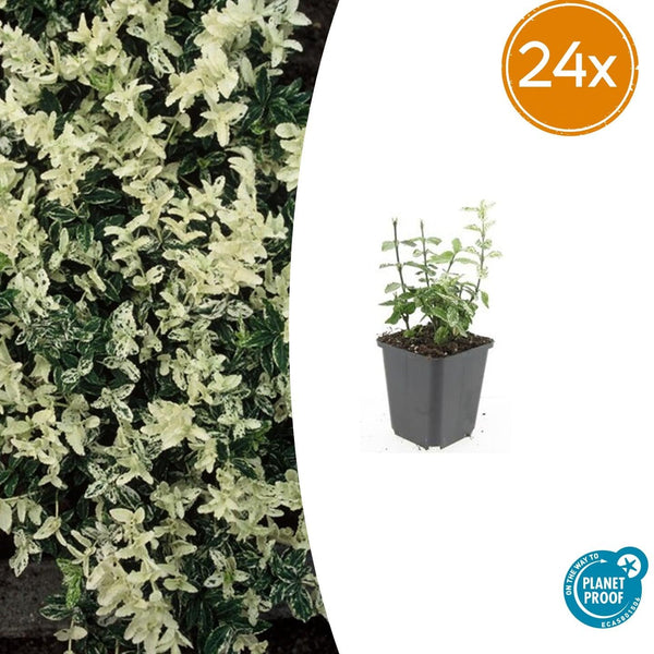 Kriechspindel ‚Harlequin' – Euonymus fortunei