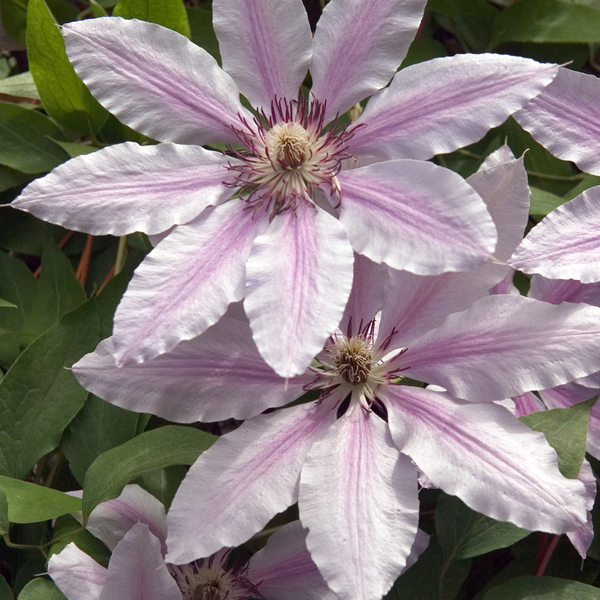 Waldrebe ‚Hagley Hybrid' – Clematis – Ansicht 4