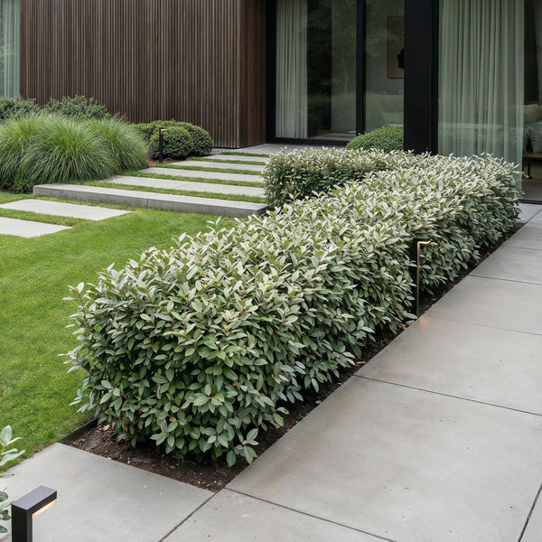 Ölweide ‚Compacta' – Elaeagnus × ebbingei – Ansicht 6