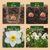 Blumenzwiebel-Set „Feuchtgarten" – Sommerblüher für feuchte Standorte – Ansicht 4
