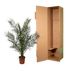Kanarische Dattelpalme – Phoenix canariensis – Ansicht 2