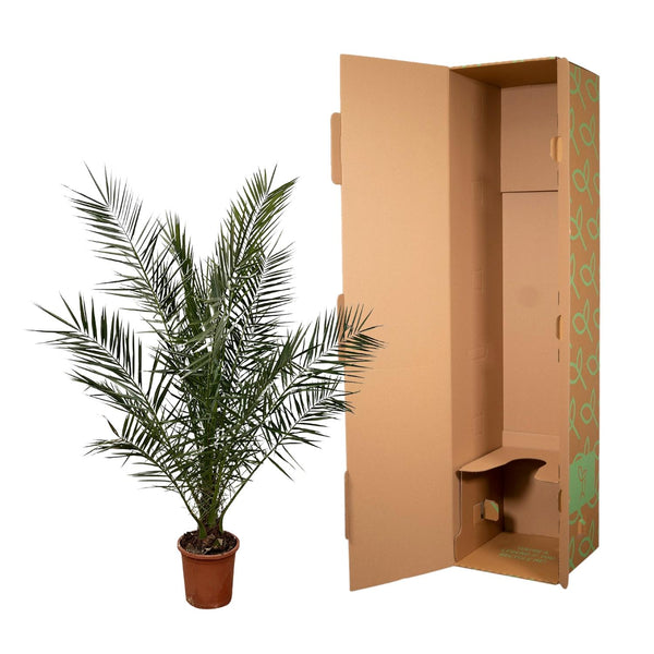 Kanarische Dattelpalme – Phoenix canariensis – Ansicht 2