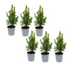 Zuckerhutfichte ‚Perfecta' – Picea glauca