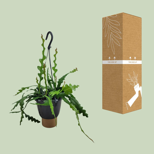 Fischgrätenkaktus – Epiphyllum anguliger – Ansicht 3