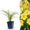 Taglilie ‚Stella d'Oro' – Hemerocallis