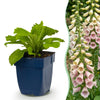 Fingerhut ‚Gloxiniiflora' – Digitalis purpurea