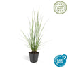 Lampenputzergras ‚Hameln' – Pennisetum alopecuroides – Ansicht 3