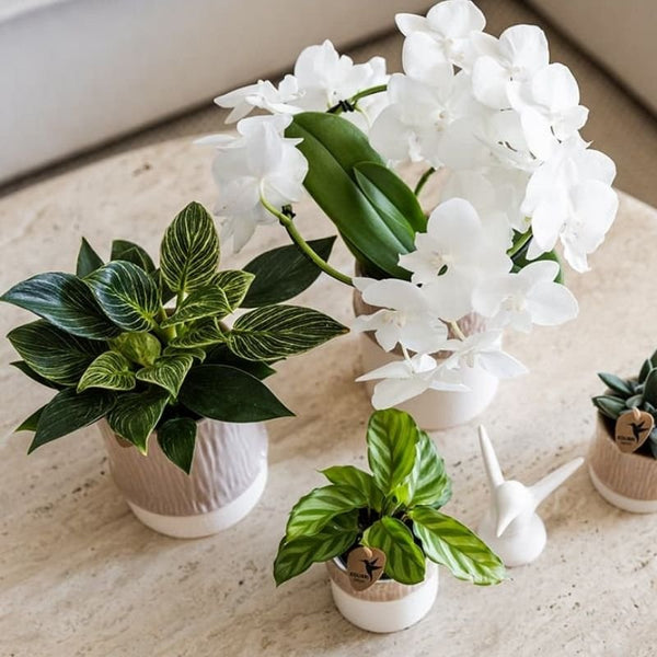 Philodendron ‚White Measure' – Ansicht 8