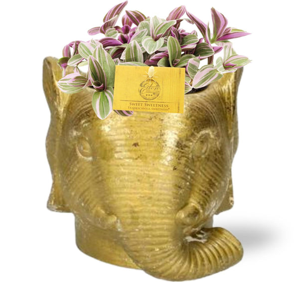 Dreimasterblume ‚Sweetness' – Tradescantia – Übertopf Elefant gold