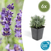 Lavendel ‚Hidcote' – Lavandula angustifolia