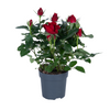 Rose – Rosa