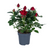 Rose – Rosa