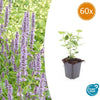 Duftnessel ‚Blue Fortune' – Agastache