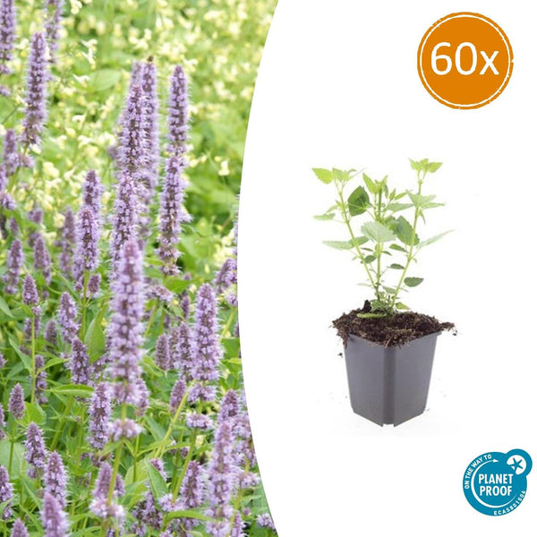 Duftnessel ‚Blue Fortune' – Agastache