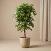 Kunstpflanze Ficus Deluxe Vine – Ansicht 15