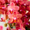 Schmetterlingsorchidee Überraschungsbox einfarbig – Phalaenopsis – Ansicht 4