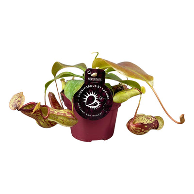Kannenpflanze ‚Gaya' – Nepenthes