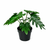 Kunstpflanze Philodendron ‚Xanadu'