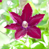 Waldrebe ‚Rouge Cardinal' – Clematis – Ansicht 5