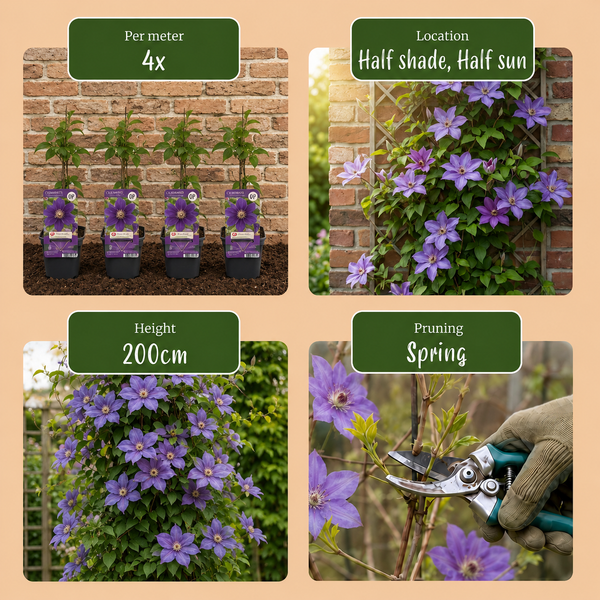 Waldrebe ‚Justa' – Clematis – Ansicht 5
