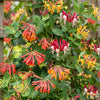 Geißblatt-Set „Tricolour“ – 3 Lonicera-Sorten – Ansicht 5