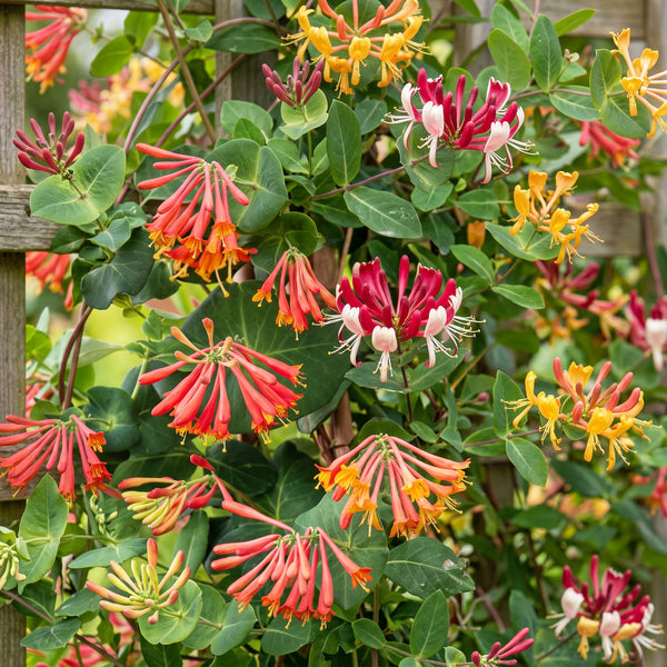 Geißblatt-Set „Tricolour“ – 3 Lonicera-Sorten – Ansicht 5