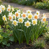 Narzisse ‚Macaron Bloss' – Narcissus – Ansicht 2