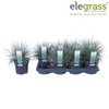Blauschwingel ‚Azurit' – Festuca glauca – Ansicht 10