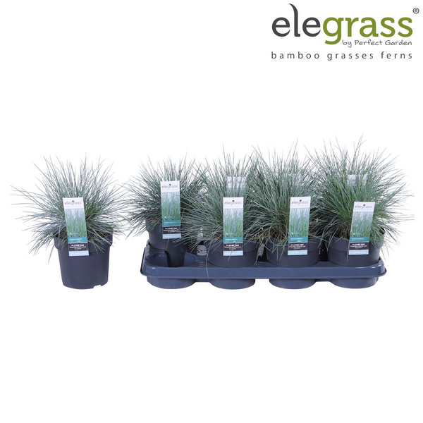 Blauschwingel ‚Azurit' – Festuca glauca – Ansicht 10