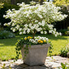 Blumen-Hartriegel – Cornus florida – Ansicht 5