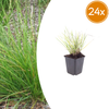 Herbst-Kopfgras – Sesleria autumnalis
