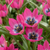 Wildtulpe ‚Little Beauty' – Tulipa – 25 Stück