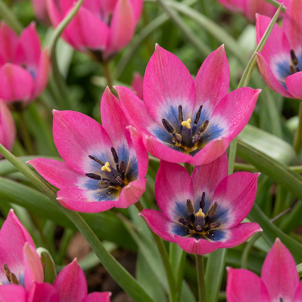 Wildtulpe ‚Little Beauty' – Tulipa – 25 Stück