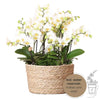 Pflanzen-Set „Jungle Bouquet“ – 3 weiße Orchideen ‚Lausanne' und 3 Grünpflanzen