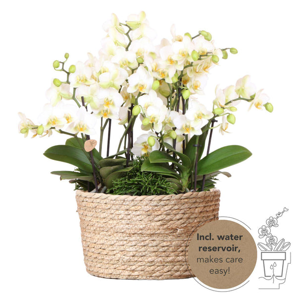 Pflanzen-Set „Jungle Bouquet“ – 3 weiße Orchideen ‚Lausanne' und 3 Grünpflanzen